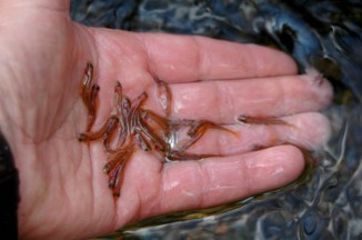 Salmon fry are pretty tiny. They need to focus on getting big. Easiest way to get big? Eat a lot and don't move around much. Wetlands let the fry do just that. By the time the fry leave the wetlands, they are several inches long and MUCH stronger and heavier.