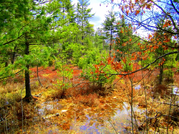 A beautiful bog in Wisconsin. Not a whole lot of standing water, but abundant vegetation which will eventually be converted into the characteristic soil of bogs: peat. Image courtesy of wetlandsandwater.com