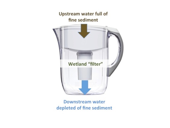 Wetlands are the Brita filter for fine sediments in streams. Step 1: fine sediment rich stream enters the wetland 