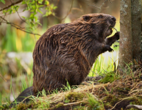 Mt._Holly_Beaver_image_t670